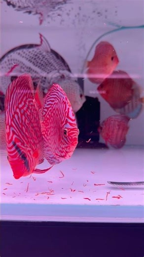 Is this the Most Beautiful Fish in the World!?