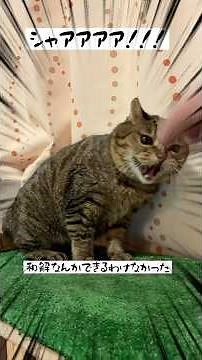 オコナス #北海道 #猫のいる暮らし #保護猫 #cat #ねこ #ネコ#猫の鳴き声#愛すべきくせえ毛玉 #猫のシャー