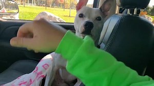 3.6K views · 166 reactions | Scottie is a fearful pup in our care...