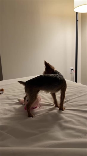 Teacup Yorkie Game Over: Adorable Moments