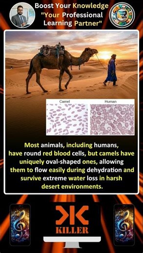 Camel Blood Cells ‪@BoostYourKnowledgePro‬