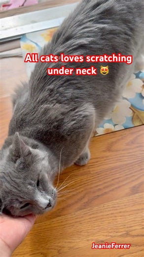 All cats loves scratching under neck 😻