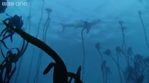 See the beauty in the beast. #Shark. Thursdays. BBC One. | BBC One