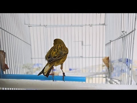 SPANISH TIMBRADO TRAINING SECRETS OF CANARY | MelodyBirds World is live!