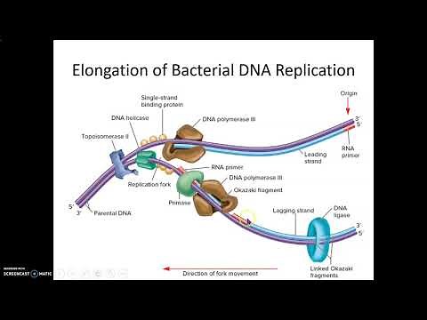 Bacterial DNA Replication Process