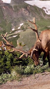 Until I saw an elk eat one of these alpine thistles I never would have imagined they’d be considered elk food! #elk #bullelk #wildanimals | Good Bull Outdoors