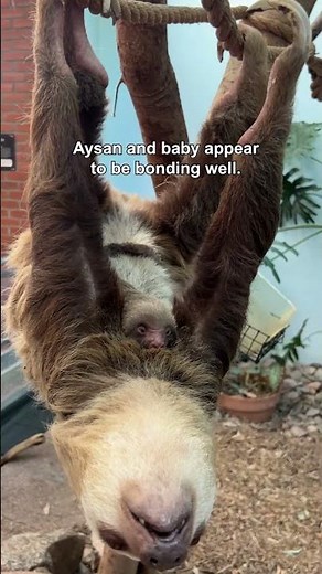 Aysan and Bosco welcomed a baby Hoffmann’s two-toed sloth on Fri., March 6!