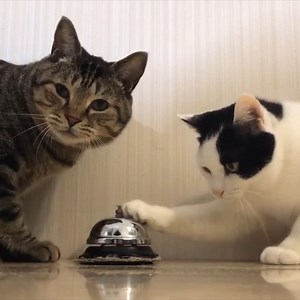 17K views · 478 reactions | From Sunday 27 February, you need to ring the bell or hail the driver to stop a CAT bus. Our cats have been trained, now it’s your turn. | Transperth | Facebook