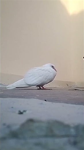 White pigeon sick: See the signs #WhitePigeon #PigeonHealth #SickPigeon #PetBirds #ViralAnimalsBirds