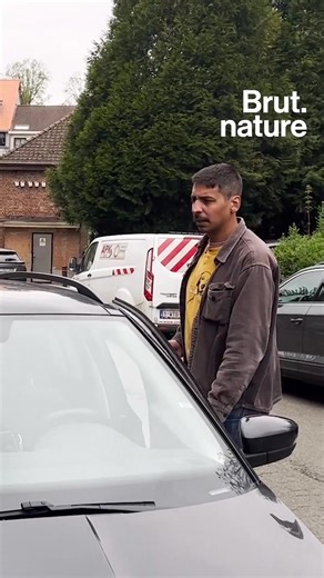 215K views · 4.1K reactions | "Il y a des animaux vraiment impressionnants qu'on est susceptible de croiser en milieu urbain !" Renards, sangliers, ratons laveurs ou même ours bruns… Si on ouvre l'œil, on peut les apercevoir en ville. On a suivi le photographe et amoureux des animaux Thomas Jean de La Minute Sauvage pour un "safari urbain" au cœur de Bruxelles. | Brut | Facebook