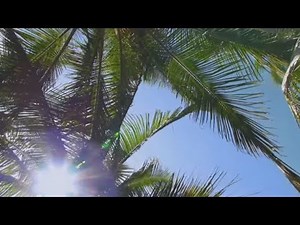 How to Grow Palms | Mitre 10 Easy As Garden