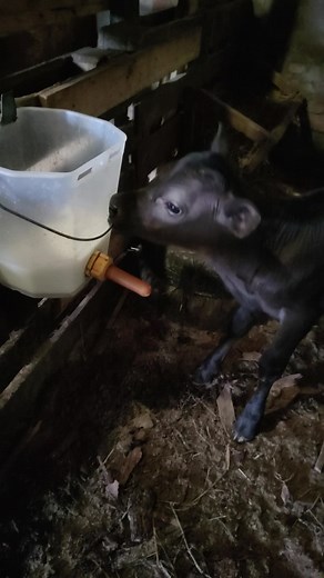 #крс #врх #голштин #село #корова #отёл #деревня #молоко