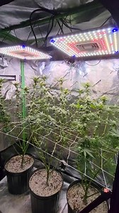 Day 24 flower on the Jumanji plants after the defoliation! with @terpyhighs Jumanji is a cross between Frost Donkey and Pure Michigan | VIVOSUN