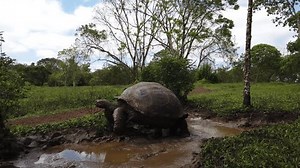 Giant Tortoises Galapagos Feeding Mating Stock Footage Video (100% Royalty-free) 1109858357 | Shutterstock
