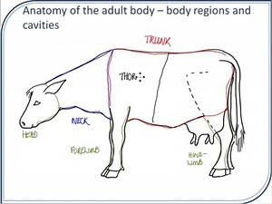 The Anatomical Regions and Body Cavities