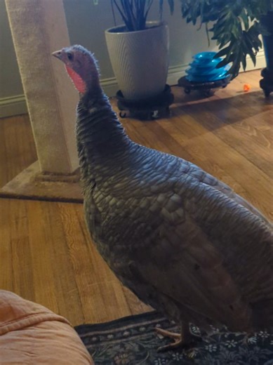 Pearl the Cuddly Pet Bird Displaying Dino Charm