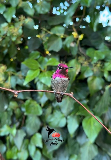 Discover the Beauty of Hummingbirds in Nature