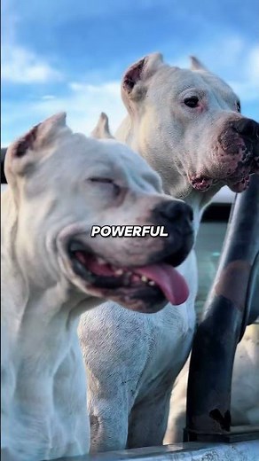 Cute Puppies That Grow Into Absolute Beasts