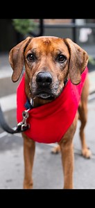 Kodi, Rhodesian Ridgeback (9 y/o), Houston & West Broadway, New York, NY • “He’s gonna be nine in a month. I feed him well; we walk a lot; he has siblings; I keep his weight in check. (Ridgebacks) are bred to be independent thinkers. They were originally bred to hunt lions in Africa. He’s a little out of character, but if you tell a Ridgeback to do something, they’ll look at you and say, ‘What’s in it for me?’ I just finished cancer treatment a few months ago. They got me out walking and being n