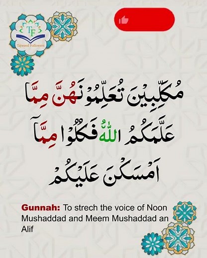 Learn Tajweed of Surah al-maidah Ayat 4 | تعلم التجويد - سورة المائدة | Tajweed Rules + Practice