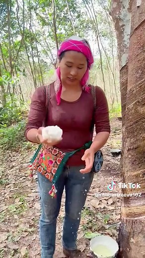 #rubber #rubbertree #satisfying #oddlysatisfying #asmr #fyp | Rubber Tree