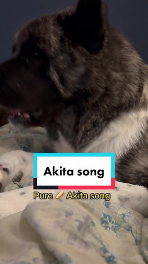 Yumi: The Husky-Akita Mix Revealed in Rare Footage