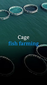 28K views · 326 reactions | Cage fish farming in existing water bodies can be more sustainable than land-based fish farms. But how exactly does it work? | DW Environment | Facebook