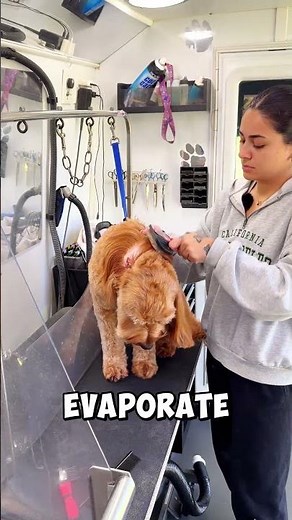 Goldendoodle Grooming Transformation! Jax & Lola’s Mobile Spa Day!🐶✨#cutedogs