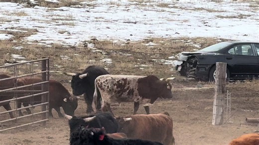 Big Dogs Playing Together: Mini Bulls in Action