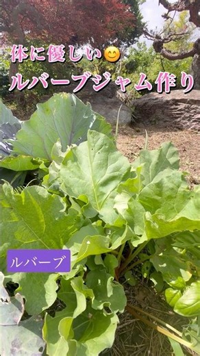 庭の畑から🪴ルバーブジャム作り🤲有機ジャム😊