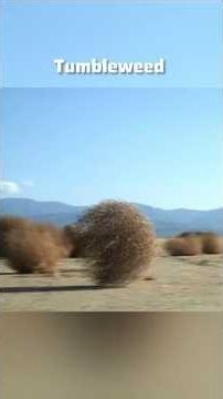 Tumbleweed Destroy America