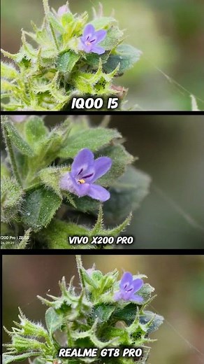 iQOO 15 vs Realme GT8 Pro Vs Vivo x200 pro Photography Test Camera Testing Review Video Quality Test