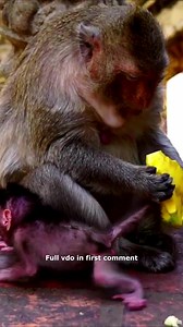 56K views · 954 reactions | Tiny Monkey Yelling, Scared Monkey Mom Leaving Behind Check full vido in first comment | Cute monkey family | Facebook