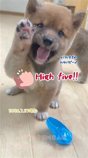 【社会化期重視】初めてでも安心の豆柴犬舎#豆柴 #mameshiba #柴犬 #shiba #犬道