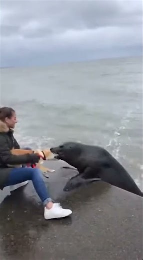 Woman Battles Seal to Save Her Dog - Viral Video #Shorts