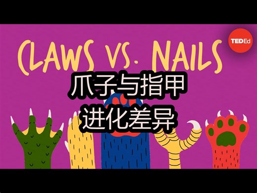 【中配】爪子与指甲：进化差异 - TED-Ed