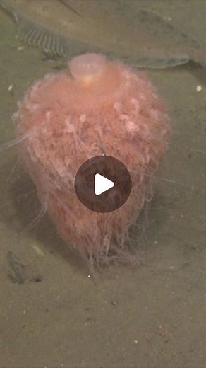 MBARI on Instagram: "This dashing deep-sea floof is also known as the dandelion siphonophore Dromalia alexandri. One of several species in the family Rhodaliidae, these siphonophores are typically found just above the seafloor, where the waters are rich with food. They use long, sticky tentacles to anchor themselves in place while other tiny tentacles grab any food drifting in the currents.⁠ ⁠ Along with jellies, siphonophores (pronounced “sigh-fawn-oh-fours”) belong to a larger group called Cni