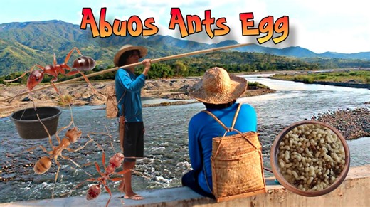 How ant eggs became a beloved Filipino delicacy