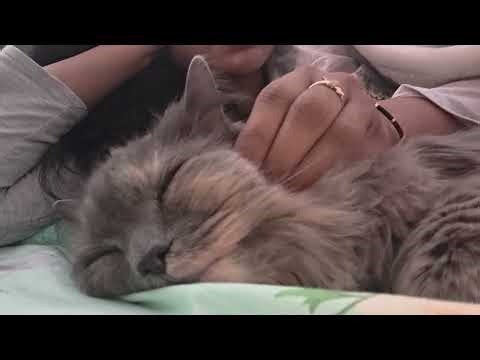 ASMR Cat Purring 😻 (3.24.26) ❤️