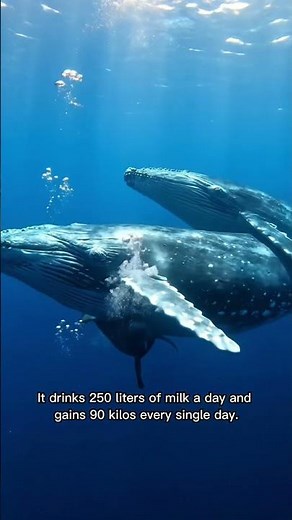 🐋 Blue Whale Birth: From 3 Tons to 180 Tons!