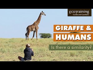 Learn the facts: Is there a similarity between giraffe and humans?