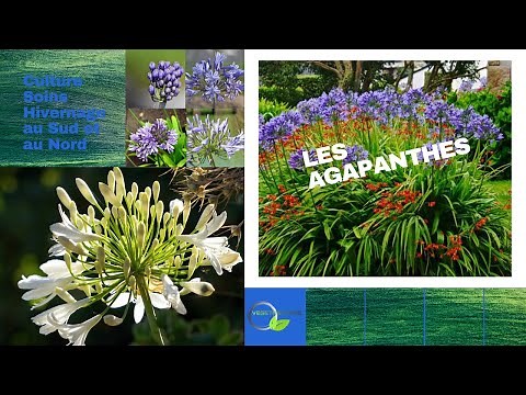 Les Agapanthes