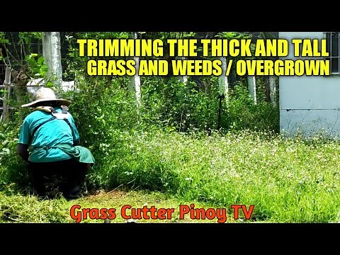TRIMMING OR CUTTING THE THICK AND TALL GRASS / OVERGROWN YARD / USING BRUSH CUTTER / GRASS CUTTER,