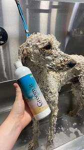 3.3M views · 33K reactions | Correctly bathing a dog is an art form....