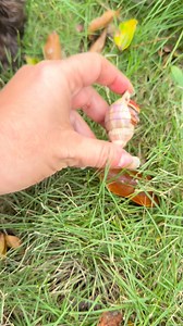 And there’s more hermits out… I’m surprised. Normally before a cold snap, they peace out. 🤔 may be it’s not going to get as cold as the weather guys say? 🤔🤔🤔🩵💙🩵💙🥶🥶🥶 | Crustacean Plantation
