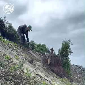 553K views · 2K reactions | Chainsaw Tree Cutting Techniques That Will Satisfy #abandoned #lawn #cleanup #cleaningmotivation #clean #overgrown #transformation | Clean Up TV | Facebook