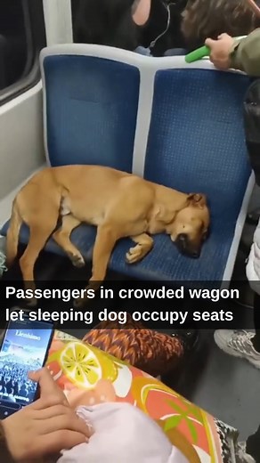 12K views · 434 reactions | This will melt your heart! A video that has gone viral on social media features a dog occupying two empty seats in a crowded wagon. While there were passengers standing, waiting to get a seat, yet no one moved the sleeping dog from there. The video was shared on Twitter by Stefano S Magi. #ViralVideo #Dog #Kindness #Heartwarming | India Today | Facebook