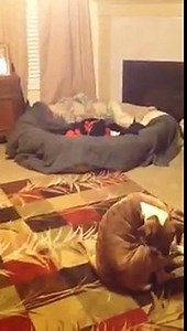 Boxer Dog Pregnancy 8 weeks