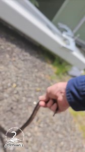 Part 2 of brown tree snake and small eyed snake in springbrook | Harrison's Gold Coast and Brisbane Snake Catcher