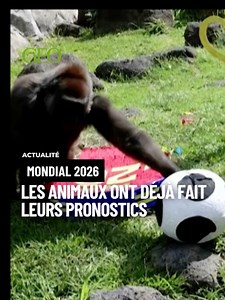 Mondial 2026 : animaux du zoo de Guadalajara font leurs pronostics